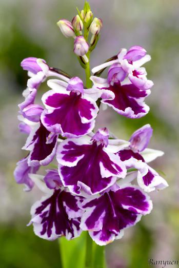 アワチドリ・夢ちどり 蘭裕園 Ranyuen