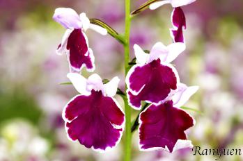 アワチドリ・夢ちどり 蘭裕園 Ranyuen