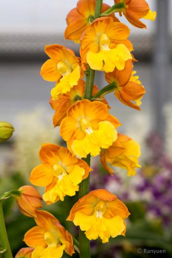 エビネ 蘭裕園 Ranyuen