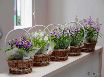 蘭裕園スタイル 蘭裕園 Ranyuen