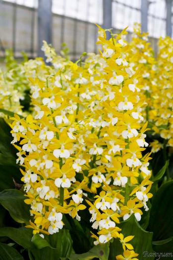 エビネ 蘭裕園 Ranyuen