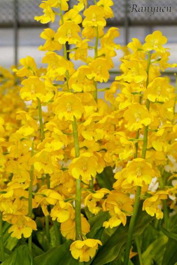 エビネ 蘭裕園 Ranyuen