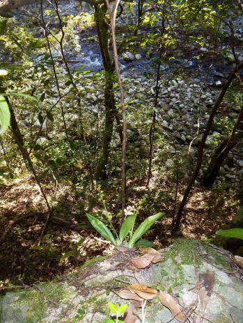 チケイラン 蘭裕園 Ranyuen