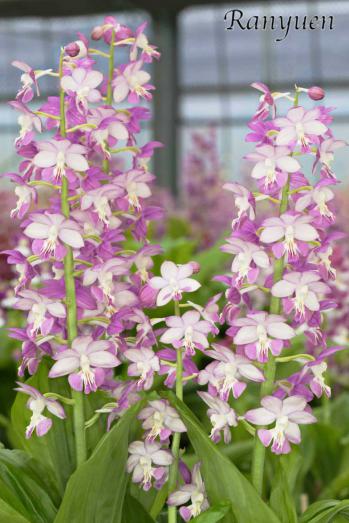 エビネ 蘭裕園 Ranyuen