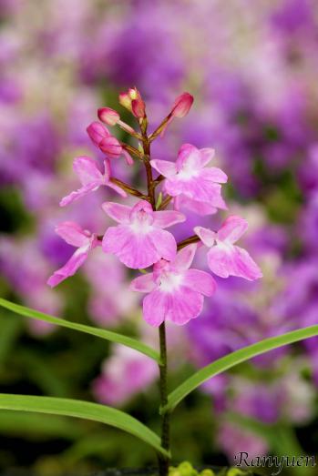 アワチドリ・夢ちどり 蘭裕園 Ranyuen