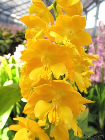 エビネ 蘭裕園 Ranyuen