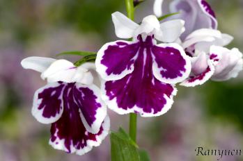 アワチドリ・夢ちどり 蘭裕園 Ranyuen