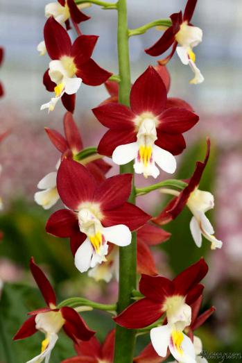 エビネ 蘭裕園 Ranyuen