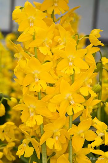 エビネ 蘭裕園 Ranyuen