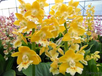 エビネ 蘭裕園 Ranyuen