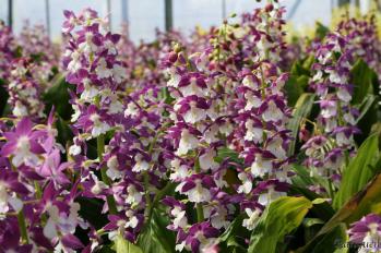 エビネ 蘭裕園 Ranyuen