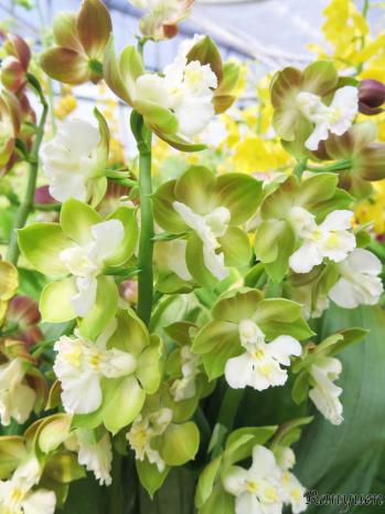 エビネ 蘭裕園 Ranyuen