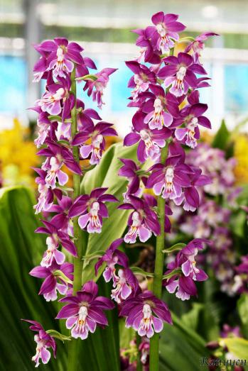 エビネ 蘭裕園 Ranyuen