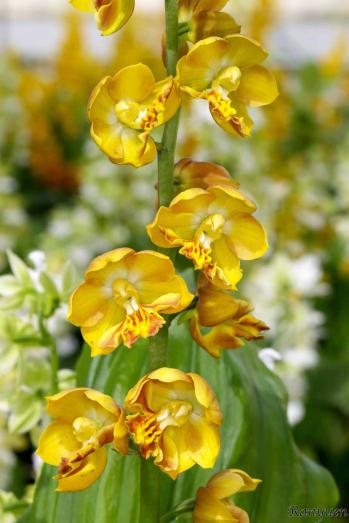 エビネ 蘭裕園 Ranyuen