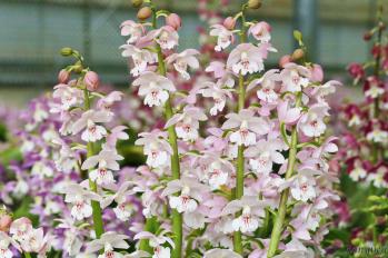 エビネ 蘭裕園 Ranyuen