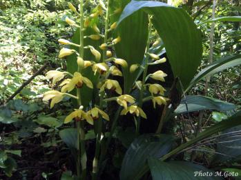 ガンゼキラン 蘭裕園 Ranyuen