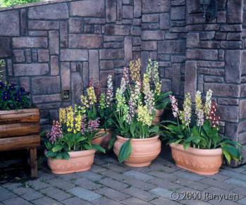 蘭裕園スタイル 蘭裕園 Ranyuen