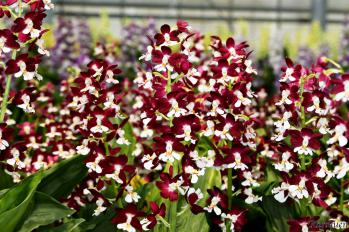 エビネ 蘭裕園 Ranyuen