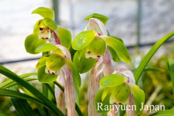 春蘭 蘭裕園 Ranyuen