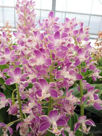 エビネ 蘭裕園 Ranyuen