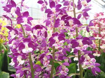 エビネ 蘭裕園 Ranyuen