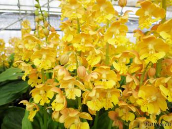 エビネ 蘭裕園 Ranyuen