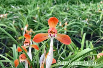 春蘭 蘭裕園 Ranyuen