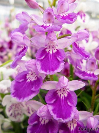 アワチドリ・夢ちどり 蘭裕園 Ranyuen