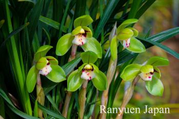 春蘭 蘭裕園 Ranyuen
