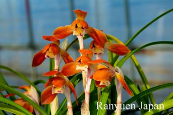 春蘭 蘭裕園 Ranyuen