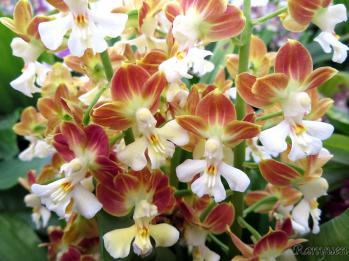 エビネ 蘭裕園 Ranyuen