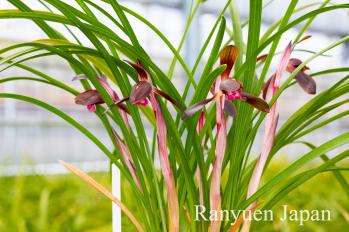 春蘭 蘭裕園 Ranyuen