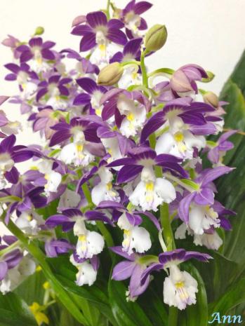 蘭裕園スタイル 蘭裕園 Ranyuen