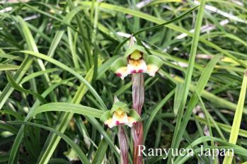 春蘭 蘭裕園 Ranyuen