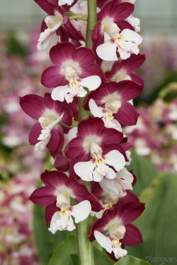 エビネ 蘭裕園 Ranyuen