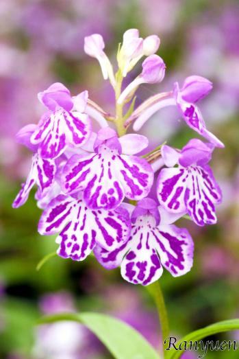 アワチドリ・夢ちどり 蘭裕園 Ranyuen