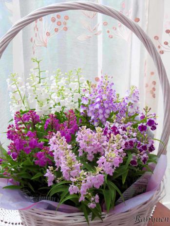 蘭裕園スタイル 蘭裕園 Ranyuen