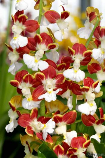 エビネ 蘭裕園 Ranyuen