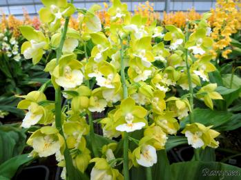 エビネ 蘭裕園 Ranyuen