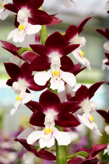 エビネ 蘭裕園 Ranyuen