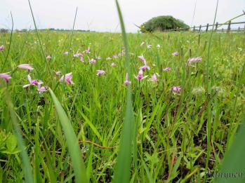 トキソウ 蘭裕園 Ranyuen