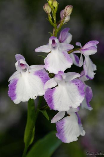 アワチドリ・夢ちどり 蘭裕園 Ranyuen