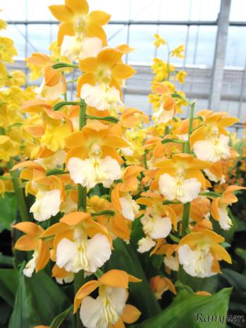 エビネ 蘭裕園 Ranyuen