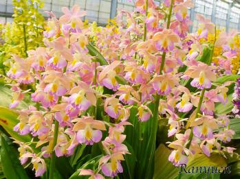 エビネ 蘭裕園 Ranyuen