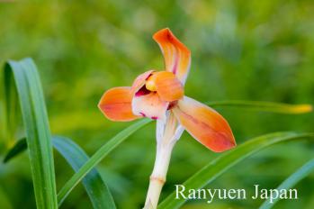 春蘭 蘭裕園 Ranyuen