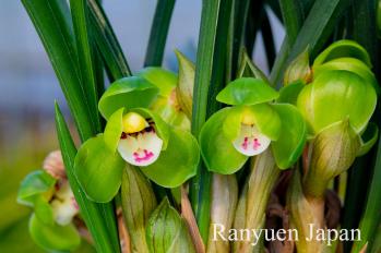 春蘭 蘭裕園 Ranyuen