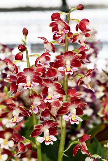 エビネ 蘭裕園 Ranyuen