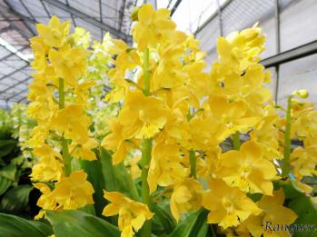 エビネ 蘭裕園 Ranyuen