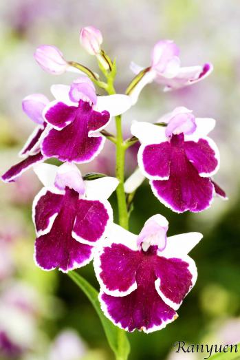 アワチドリ・夢ちどり 蘭裕園 Ranyuen