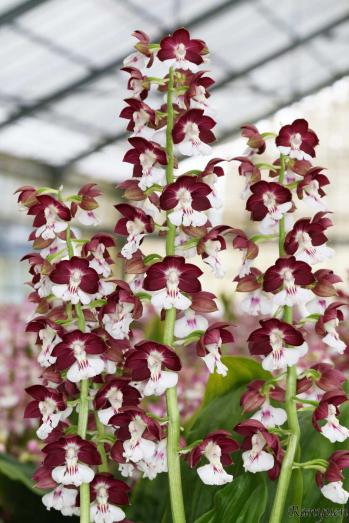 エビネ 蘭裕園 Ranyuen